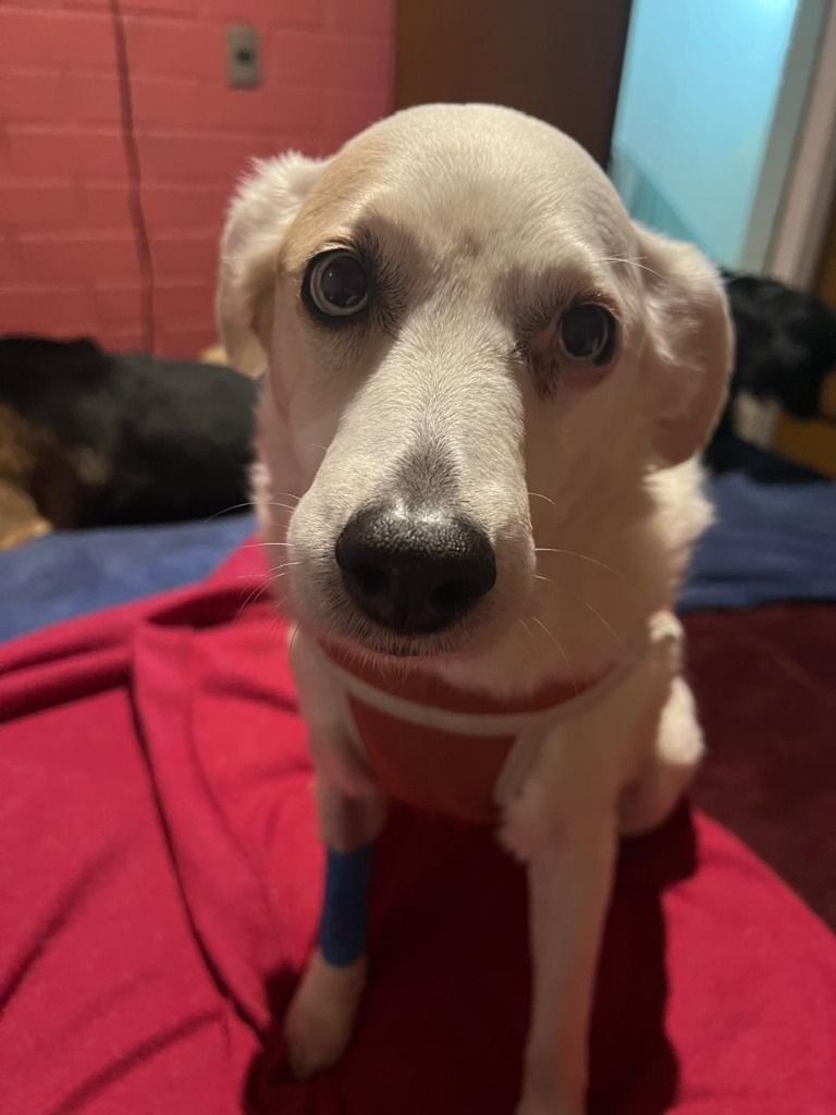 Blanquita, paciente de la veterinaria