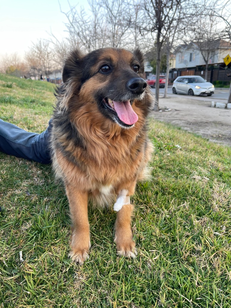 Luli, paciente de oncología veterinaria