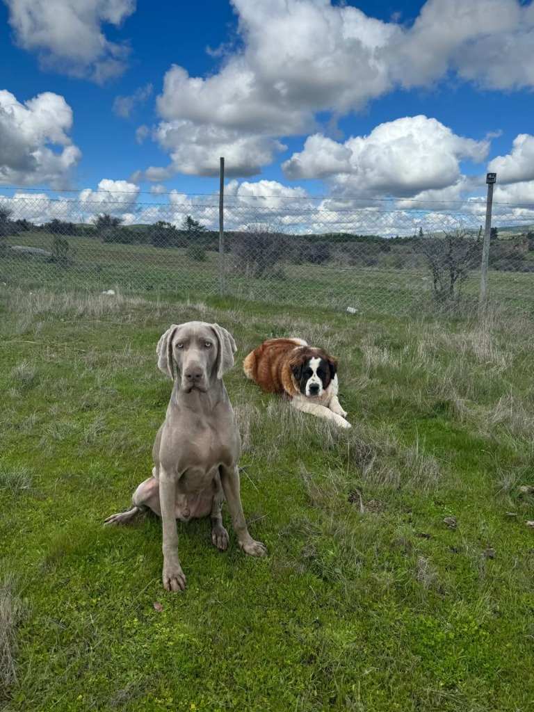Mascotas embajadoras Atenea y Ares