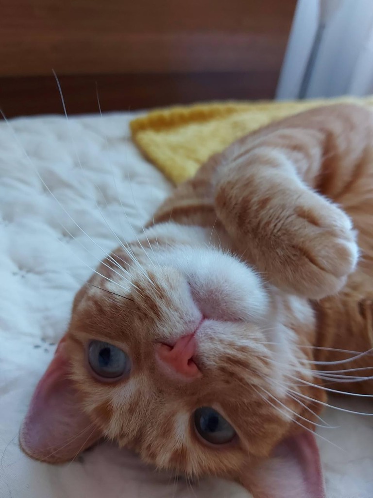 Popita, paciente felina consentida